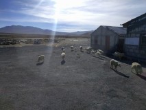 On the way to Puno, Peru