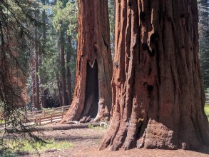 Sequoia national park, US